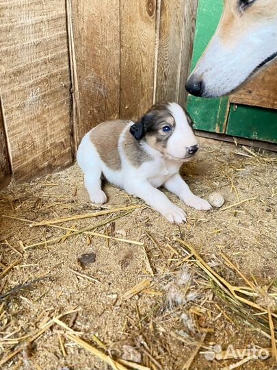 Щенки русской борзой
