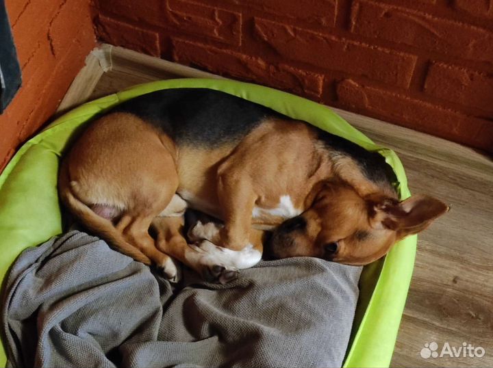 Вязка, кобель метис Джек Рассела и Бигля