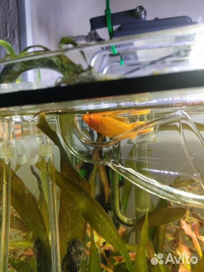 Внешний фильтр Eheim ecco 2236