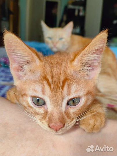 Рыжие котята