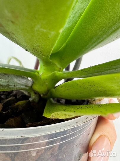 Орхидея фаленопсис Кадиллак трилипс