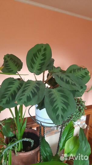 Замиокулькас