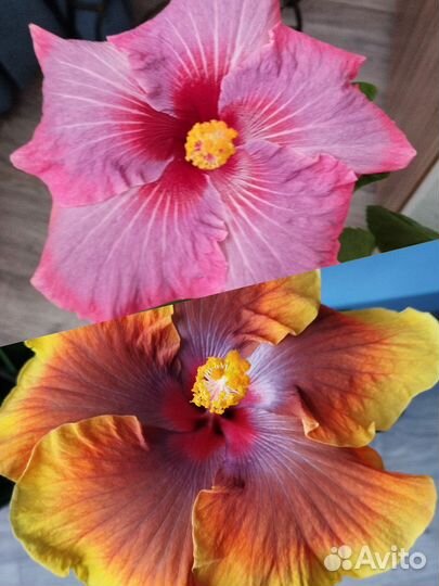 Семена сортового гибискуса