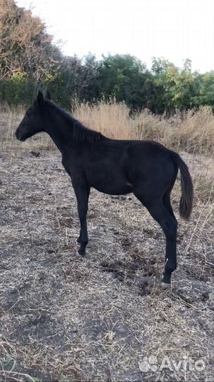 Кобыла с жеребенком