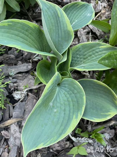 Хоста и бадан краснолистный