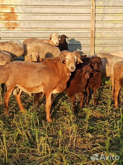 Курдючные бараны, ягнята