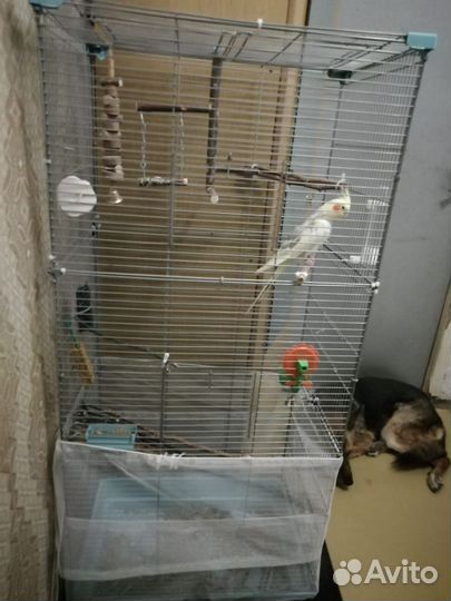 Попугай корелла с клеткой