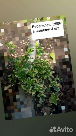 Цветы и саженцы