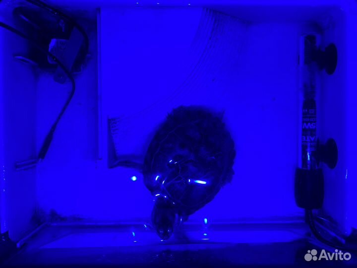 Черепаха с аквариумом