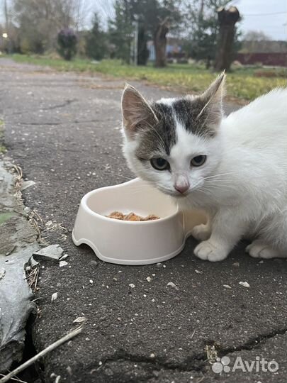 Котенок девочка в добрые руки