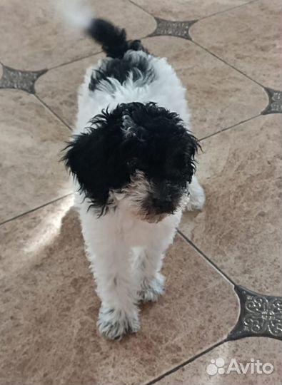 Собака мини пудель