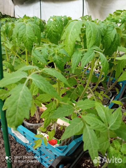 Рассада помидор и перцев