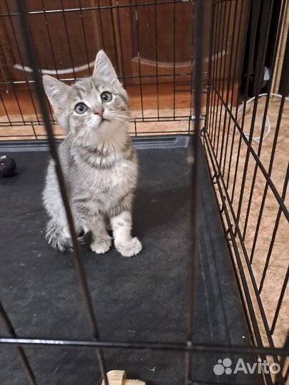 Котенок мальчик 2 месяца