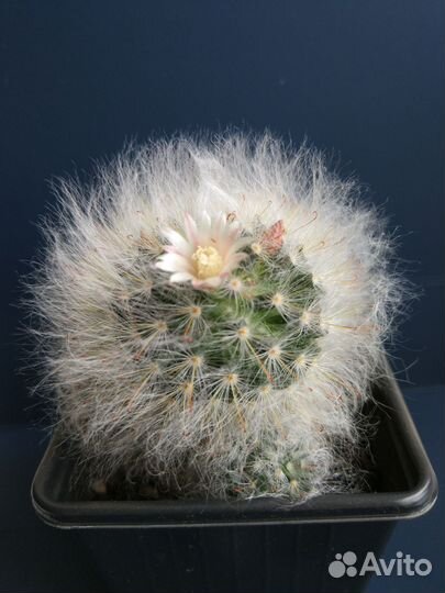 Кактус с детками, цветёт