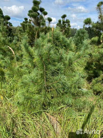 Сосна кедровая Сибирская / Кедр 200 см