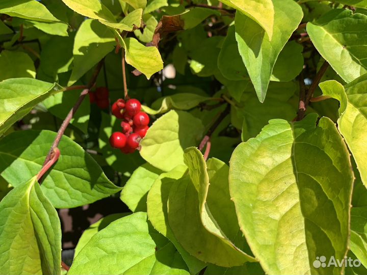 Саженцы сирени, лимонник китайский