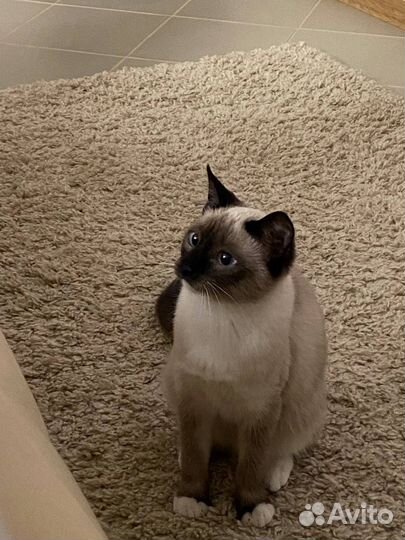 Даром Тайская кошка