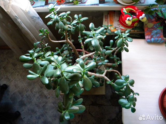 Крассула (Денежное дерево или Толстянка)