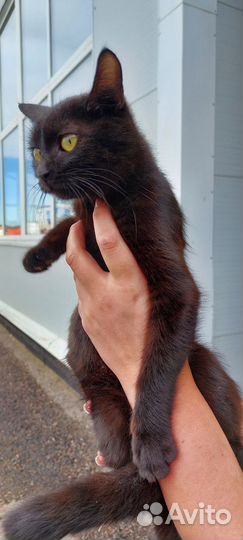 Котята в добрые руки бесплатно