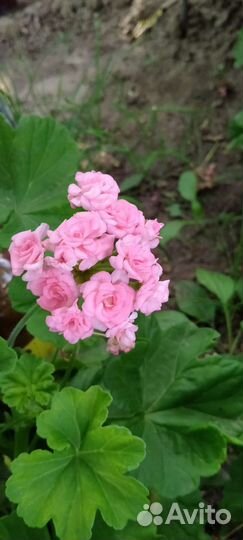 Герань пеларгония розебудная