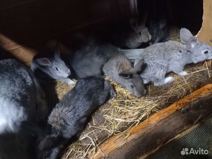 Серебрo, шиншилла, фландр