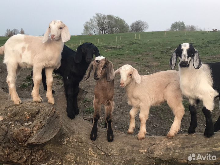 Нубийские козочки