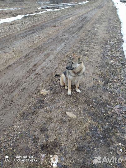 Собаки бесплатно в добрые руки