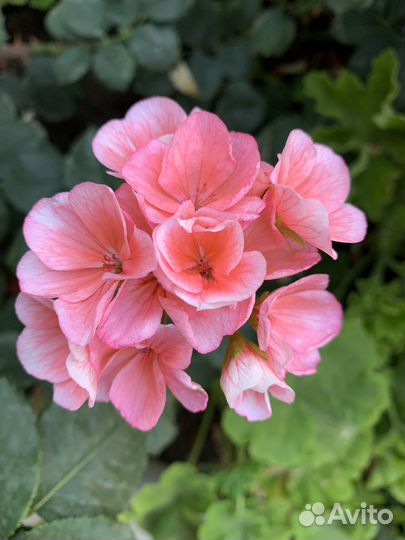 Герань пеларгония Apple Blossom