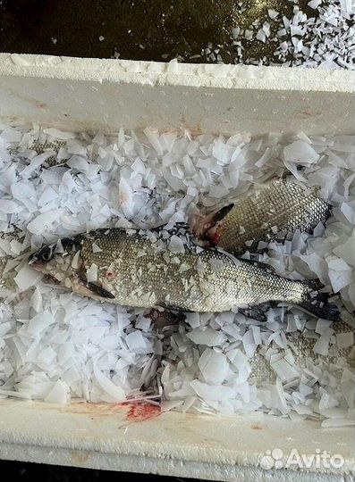 Свежая форель из Карелии оптом от 20 кг