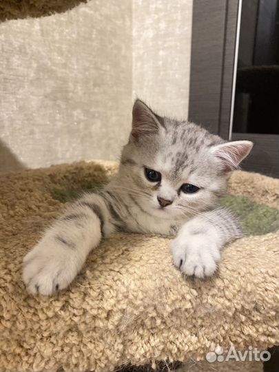 Британская