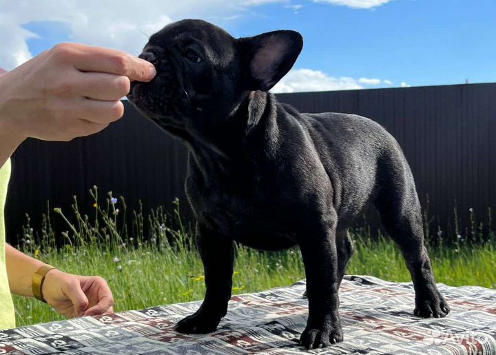 Изящная француженка