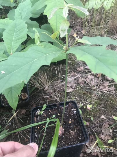 Саженцы дуб краснолистный. Дуб красный