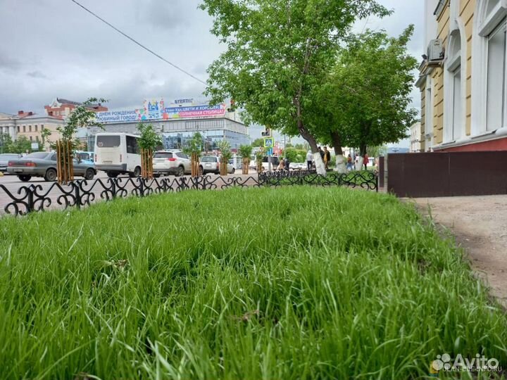 Семена газона, травосмесь 