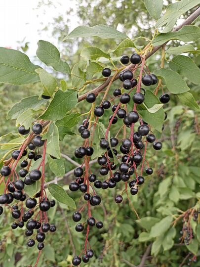 Дача 10 м² на участке 6 сот.