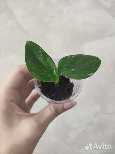 Комнатные растения #3