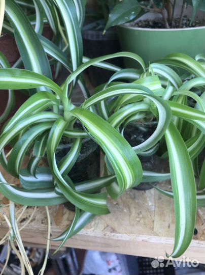 Хлорофитум бонни