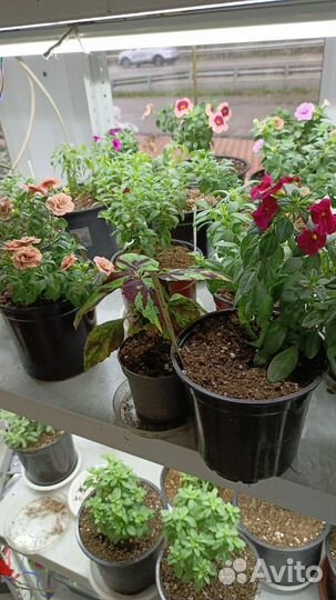 Продам цветы домашние