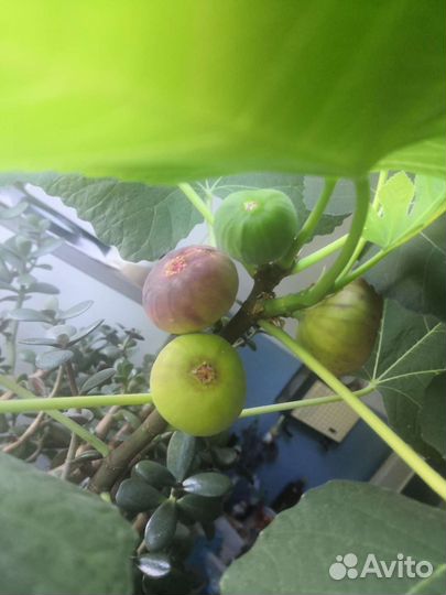 Саженец инжира