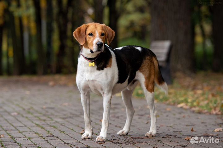 Собака в добрые руки