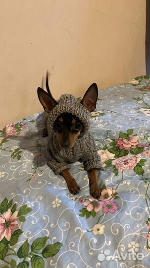 Теплые вязаные вещи для собаки или кота