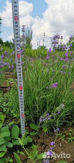Лаванда пурпурно-фиолетовая