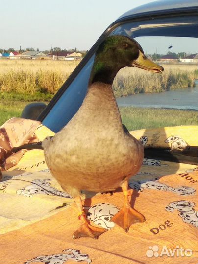 Утки подсадные для охоты