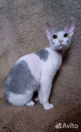 Кошки
