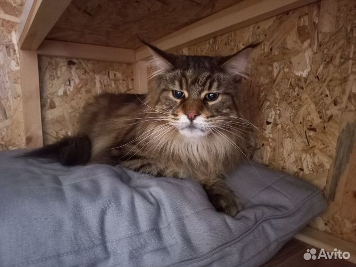 Зоогостиница (передержка)