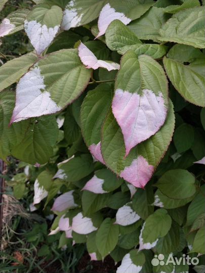 Актинидия коломикта