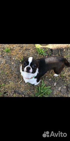 Мини мальчики вязка щенки в наличии