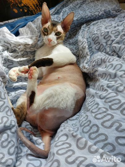 Кошка сфинкс бесплатно