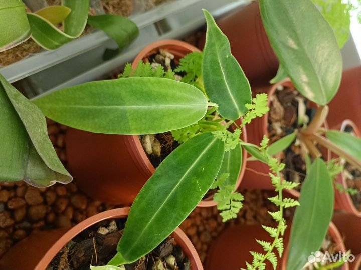 Антуриум варока