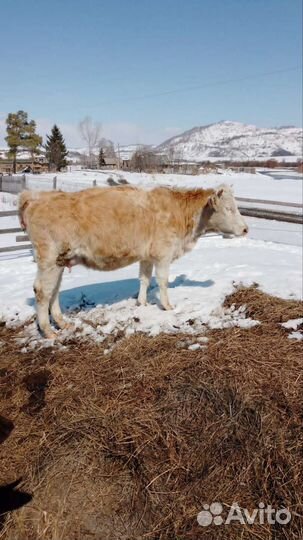 Корова высокоудойная
