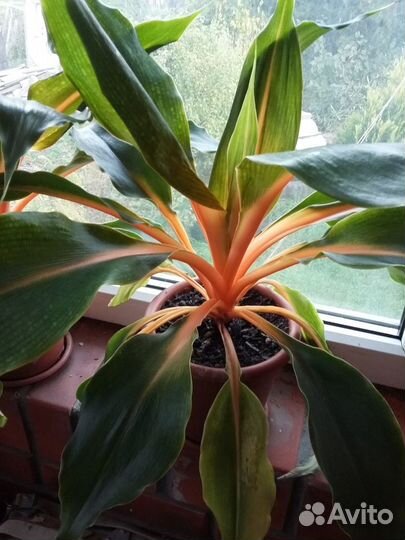 Хлорофитум оранжевый